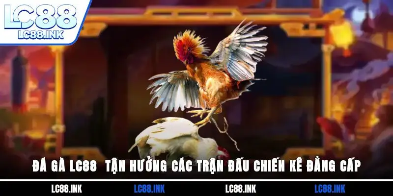 Đá Gà LC88 - Tận Hưởng Các Trận Đấu Chiến Kê Đẳng Cấp